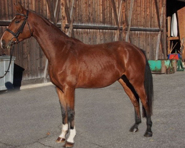 Pferd Fürst Franz (Bayer, 2012, von Fürst Grandios)