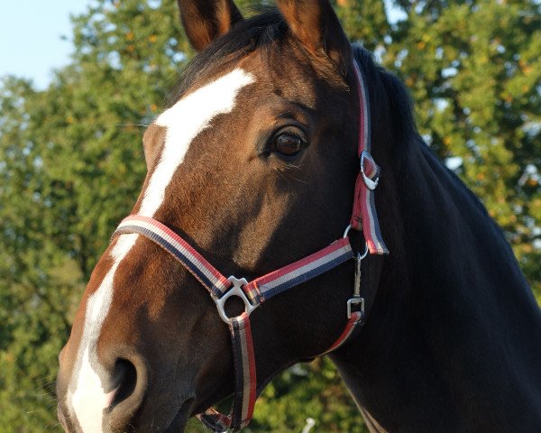 dressage horse Bliss 6 (Oldenburg, 2010, from Belissimo NRW)