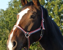 Dressurpferd Bliss 6 (Oldenburger, 2010, von Belissimo NRW)