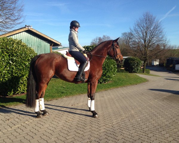 Zuchtstute Arielle (Westfale, 2012, von Jumex Sport Atlantus)