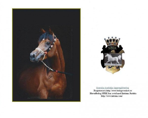 stallion Nadir ox (Arabian purebred, 1965, from Arax 1952 ox)