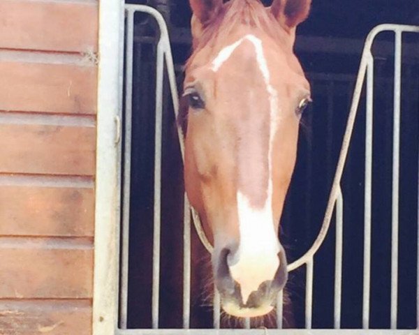 broodmare Fornarina 3 (Rhinelander, 2008, from Flatley 2)