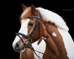dressage horse Bengel 20 (unknown, 2009)