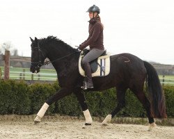 jumper Caprice Soleil (Westphalian, 2012, from Christ)