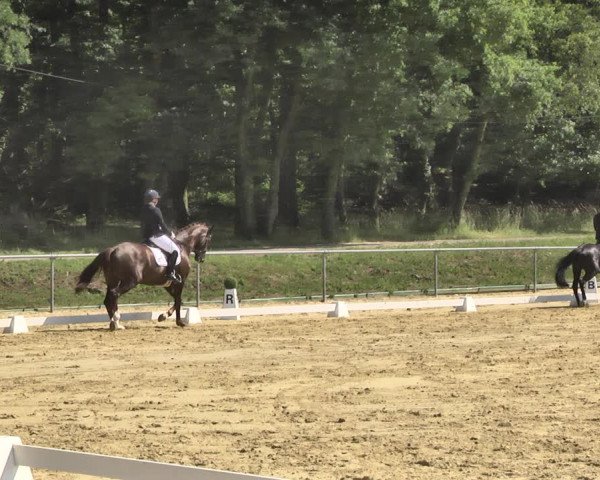 Reitturnier Reitanlage Birkenhof, Perl-Sinz 2020