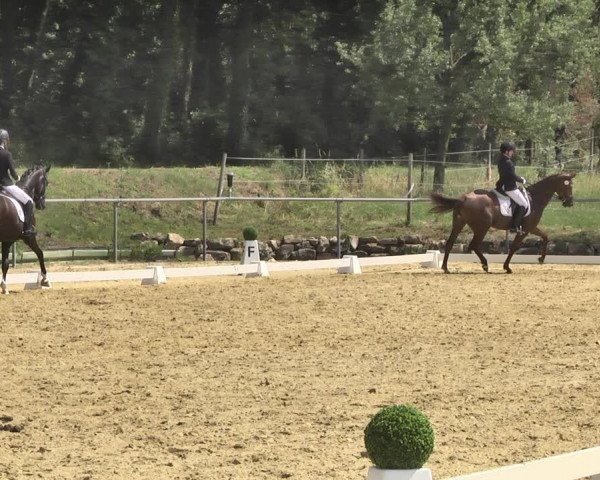 Reitturnier Reitanlage Birkenhof, Perl-Sinz 2020