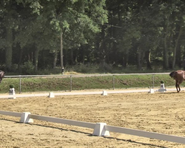Reitturnier Reitanlage Birkenhof, Perl-Sinz 2020