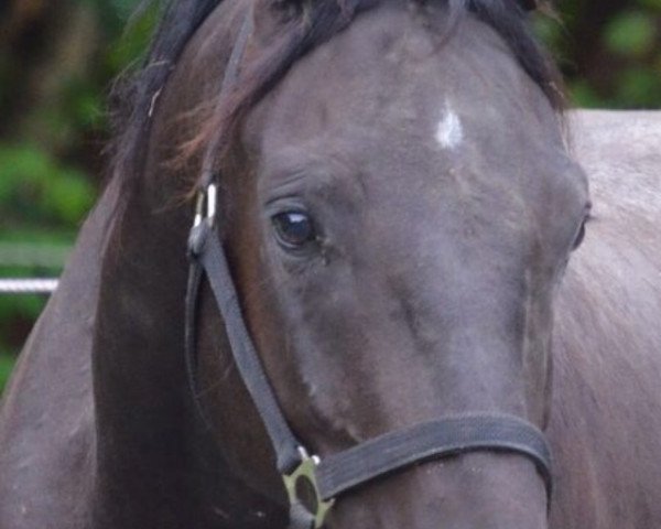horse Sir Rubinstein v.R. (Württemberger, 2011, from Swarovski)