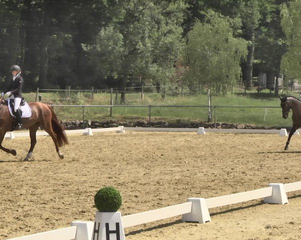 Reitturnier Reitanlage Birkenhof, Perl-Sinz 2020