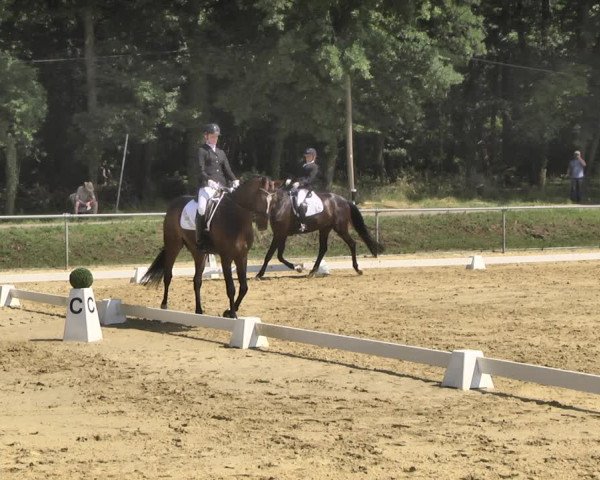 Reitturnier Reitanlage Birkenhof, Perl-Sinz 2020