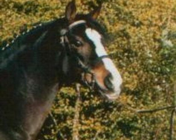 Deckhengst Heerbaan's Falco (New-Forest-Pony, 1992, von Valentino) Deckhengst Heerbaan's Falco (New-Forest-Pony, 1992, von Valentino)