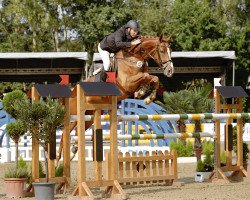 jumper Liberty Lux (Westphalian, 2009, from Lupicor)