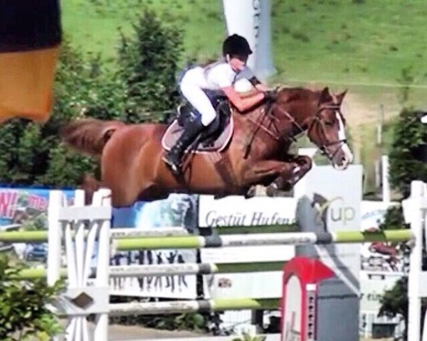 jumper Montecelli 5 (German Riding Pony, 2007, from Mentos Charmeur)