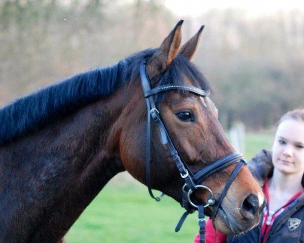 horse Midnatsol (Westphalian, 2006, from Montendro)