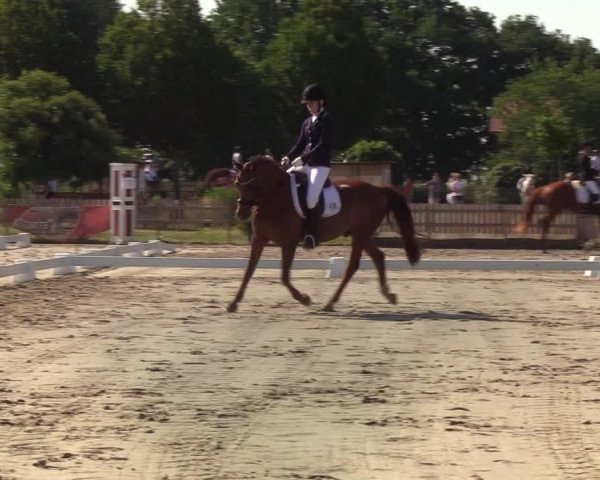Reitturnier Schülp / Rendsburg 2020