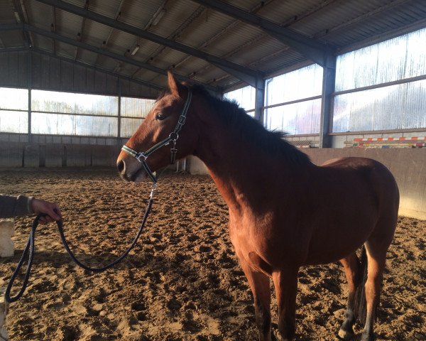 dressage horse Laughing Out Loud S (Westphalian, 2012, from Levisonn 208 FIN)
