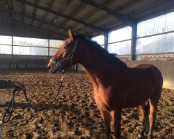 dressage horse Laughing Out Loud S (Westphalian, 2012, from Levisonn 208 FIN)