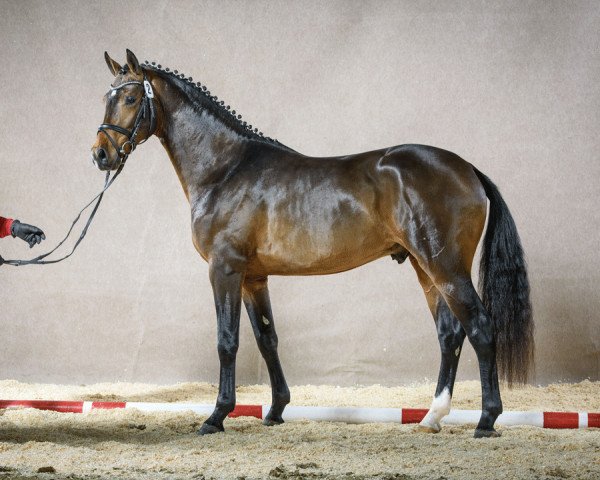 Deckhengst Adonis (Westfale, 2013, von Ampère)