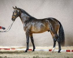 Deckhengst Adonis (Westfale, 2013, von Ampère)