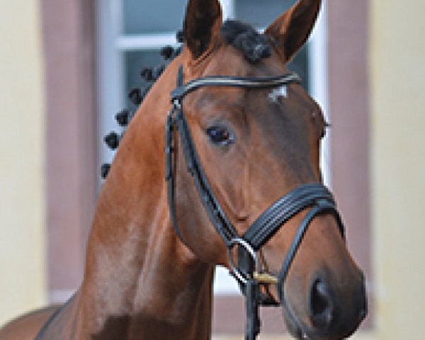 stallion DSP Boss Hoss (Bavarian, 2012, from Belissimo NRW)