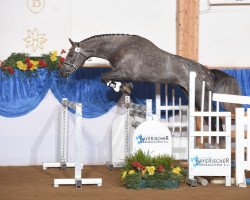 stallion Captain My Captain (Bavarian, 2013, from S.I.E.C. Captain Future Z)