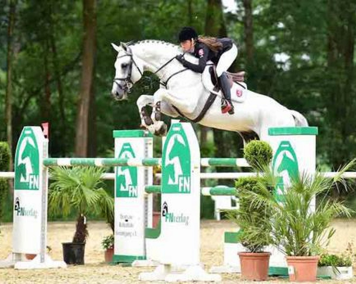 Stallion Congress (Oldenburger, 2006, from Cornet Obolensky) - Congress | Gestüt Ligges