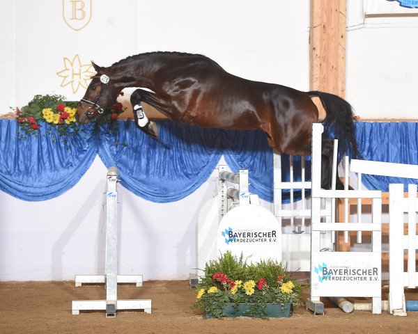 stallion Vincent 186 (German Sport Horse, 2013, from Viscount 22)