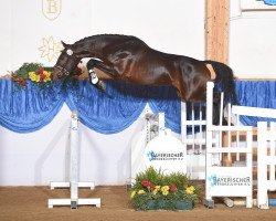 stallion Vincent 186 (German Sport Horse, 2013, from Viscount 22)