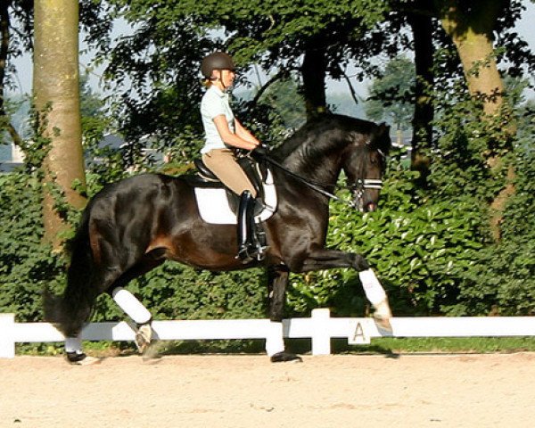 dressage horse Zinidi (KWPN (Royal Dutch Sporthorse), 2004, from Gribaldi)