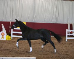 Pferd True Tempter (Württemberger, 2013, von Tailormade Temptation)