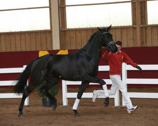 horse Hengst von Lord Leopold/Heraldik xx (Württemberger, 2013, from Lord Leopold 7)