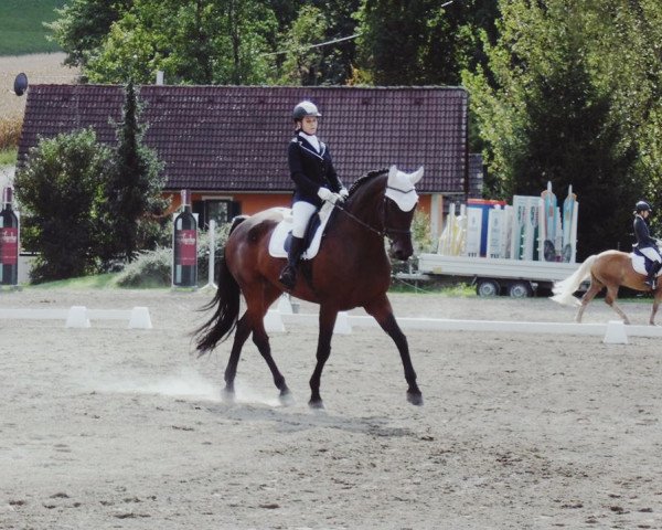 horse Ballantines Finest (KWPN (Royal Dutch Sporthorse), 2006, from VDL Empire)