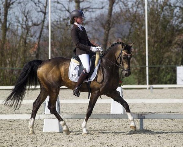 dressage horse Watermill Falcon (Nederlands Welsh Ridepony, 2004, from Orchard Boginov)