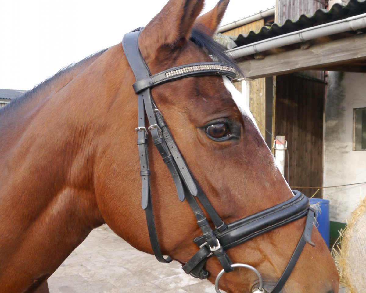 broodmare Midnight Lady (Mecklenburg, 2000, from Marlesko xx)