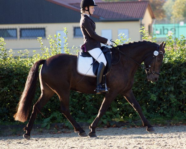 horse Condor vom Breuberg (Welsh-Cob (Sek. C), 2005, from Chirko)