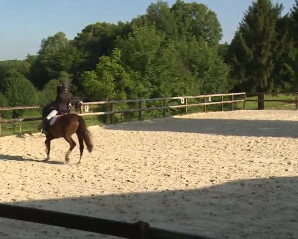 Reitturnier Birkenreuth/Ofr. 2020