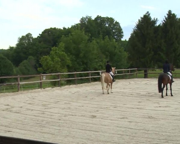 Reitturnier Birkenreuth/Ofr. 2020