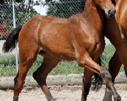 Springpferd Flippen's Son (Westfale, 2010, von Flipper d'Elle)