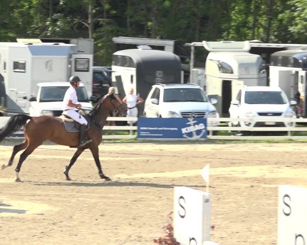 Reitturnier Aesch (Neftenbach) 2020