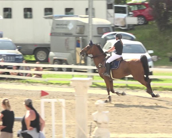 Reitturnier Aesch (Neftenbach) 2020