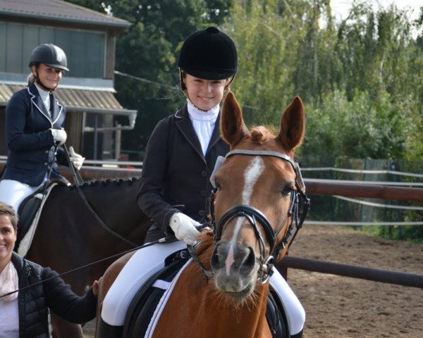 broodmare Vesper Lynd Cr (German Riding Pony, 2010, from Voyager 2)