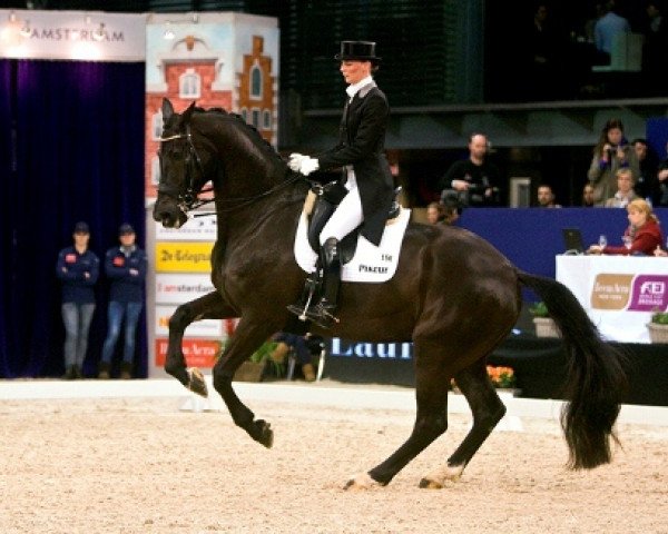 dressage horse Hunter Douglas Toots (KWPN (Royal Dutch Sporthorse), 2000, from Jazz)