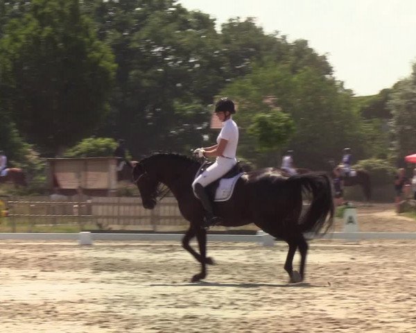 Reitturnier Schülp / Rendsburg 2020