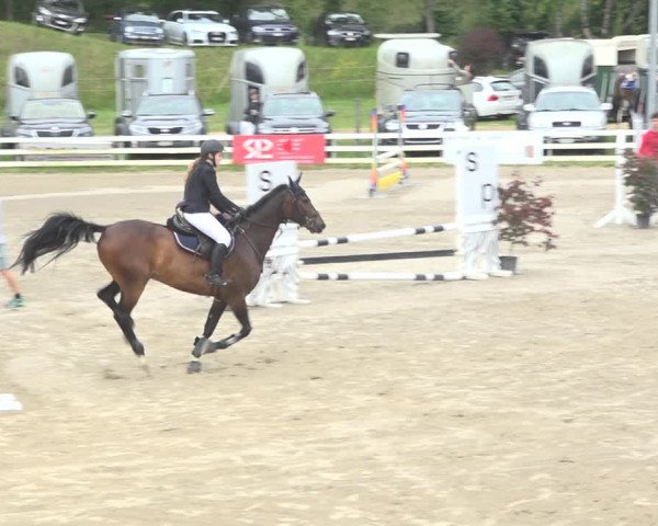 Reitturnier Aesch (Neftenbach) 2020