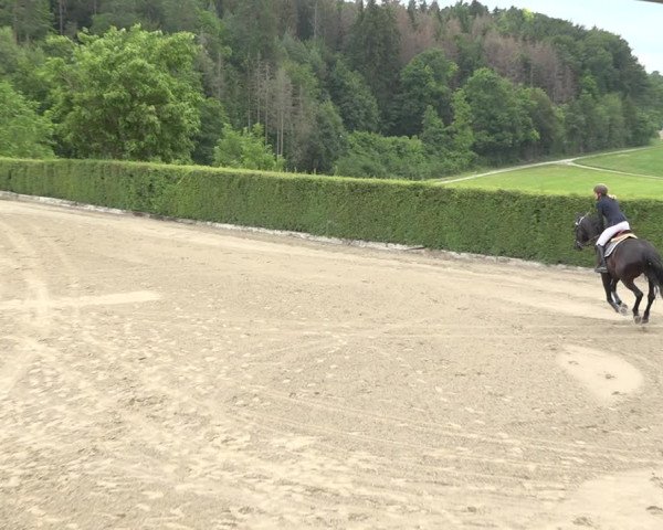 Reitturnier Aesch (Neftenbach) 2020