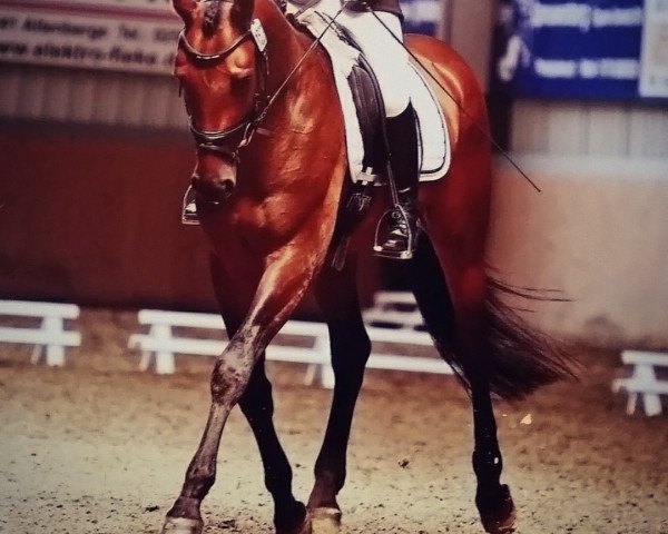 jumper Sir Sandocan (Oldenburg, 2011, from Spaceball)