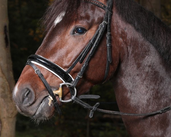 jumper Lord Lancester (Rhinelander, 2012, from Lord Beckham)
