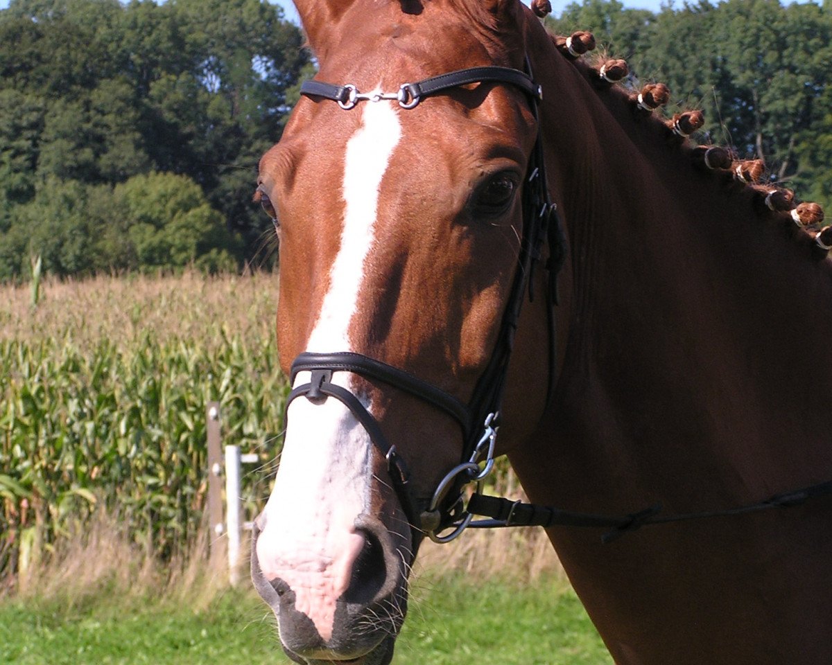 dressage horse Picacho 2 (Bavarian, 2000, from Pilotek)