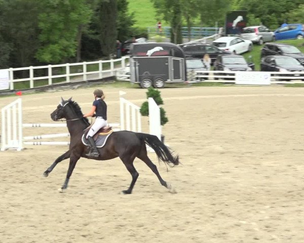 Reitturnier Aesch (Neftenbach) 2020