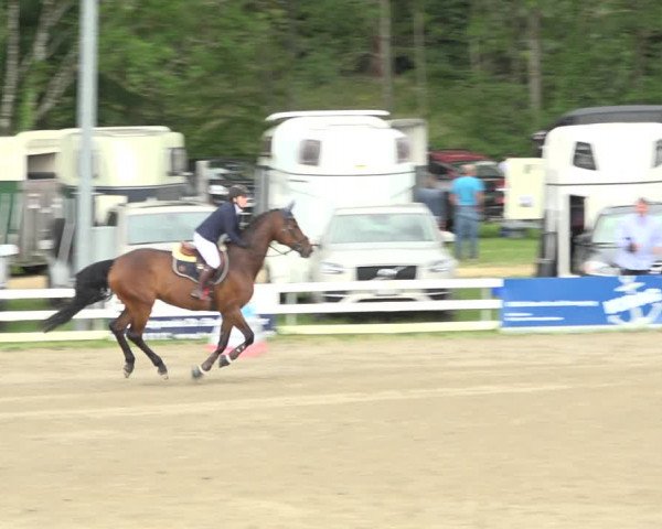 Reitturnier Aesch (Neftenbach) 2020